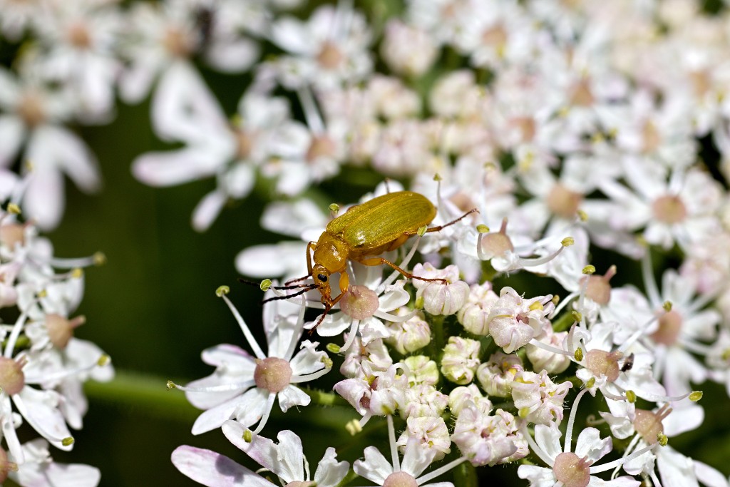 Cteniopus sulphureus zwavelgele bloemenkever insect insecten kever kevers tor torren spin spinnen wesp wespen bij bijen sprinkhaan sprinkhanen vlieg vliegen mug muggen